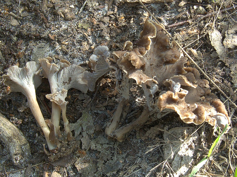 P1130890 CraterellusCinereus frw cc crp